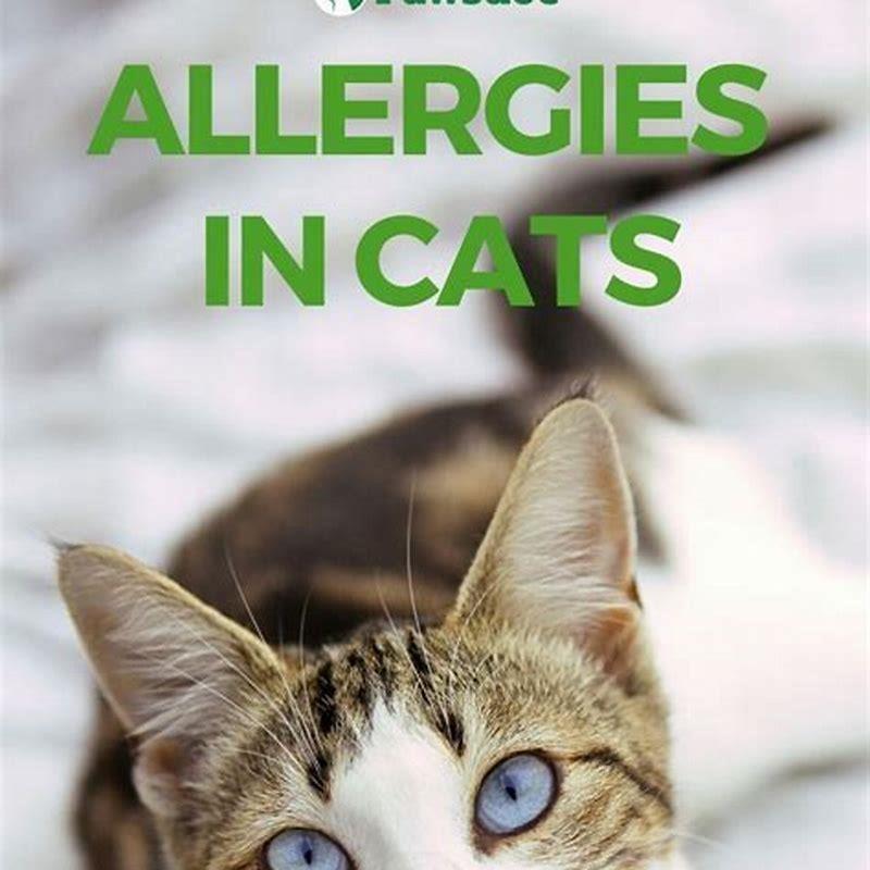 can-cat-allergies-go-away-diy-seattle