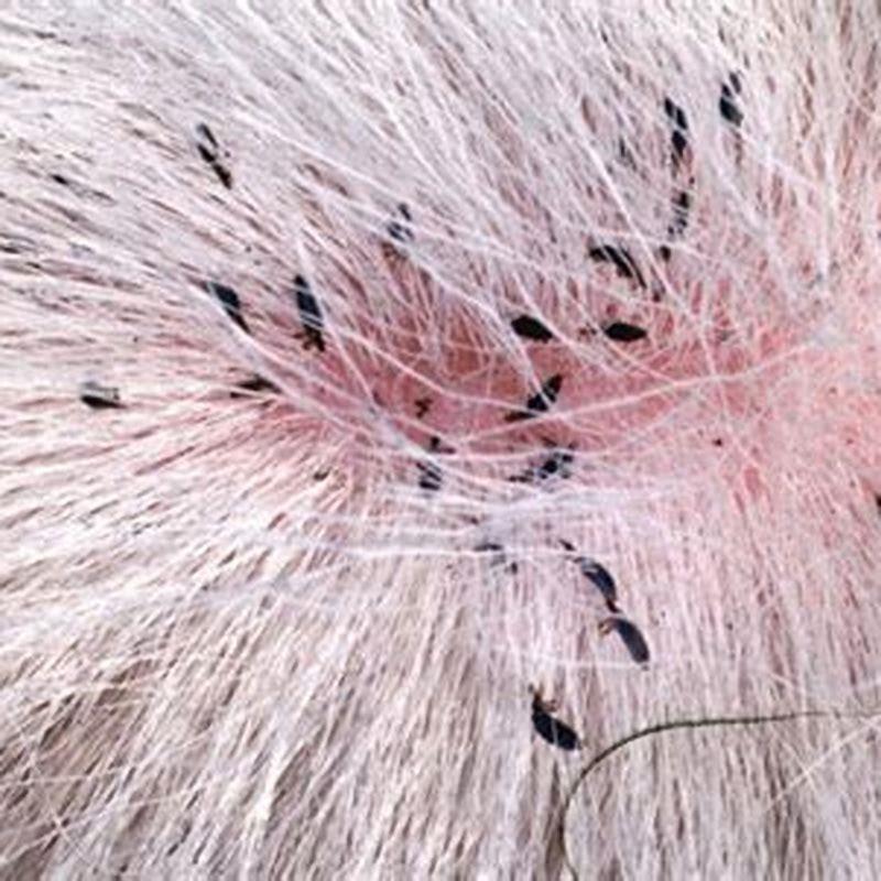 Can cat lice live on humans?