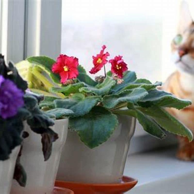 Can cats and houseplants coexist?