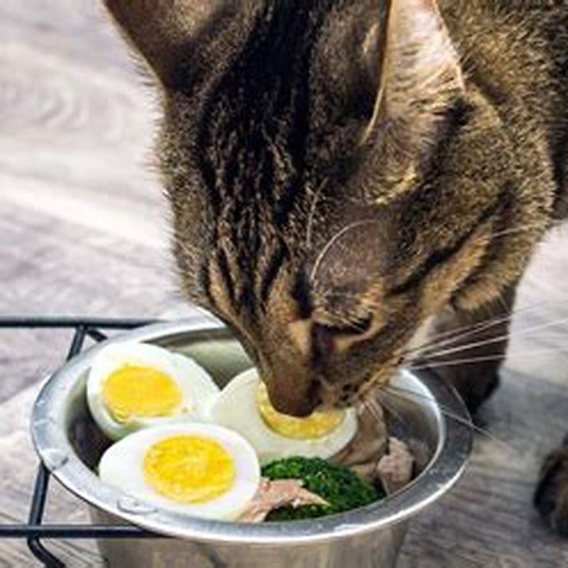 Can cats eat eggs?
