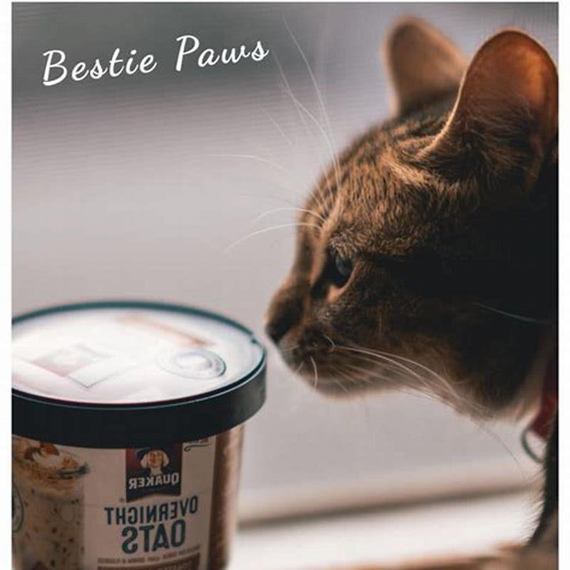 Can cats eat fish cat food everyday?