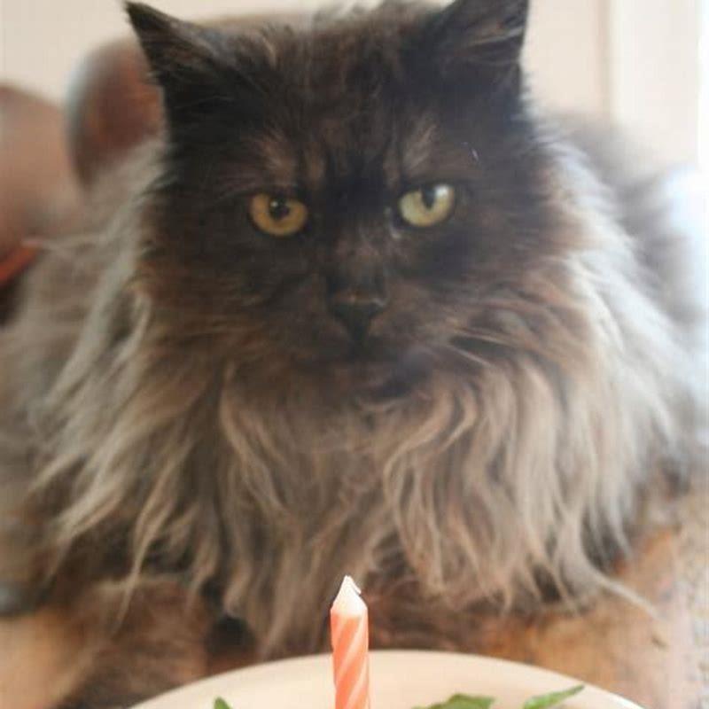 Can cats eat tuna cat food everyday?