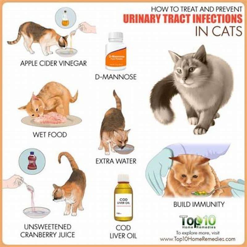 can-cats-get-uti-from-cat-food-diy-seattle