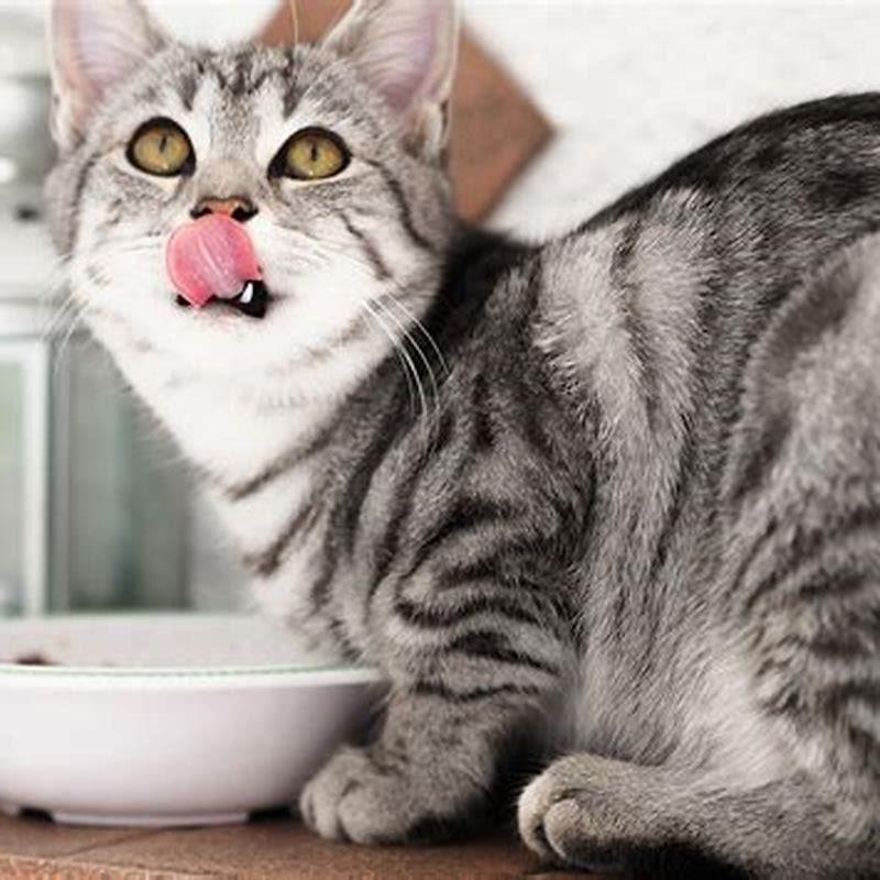 Can cats live on a vegan diet?