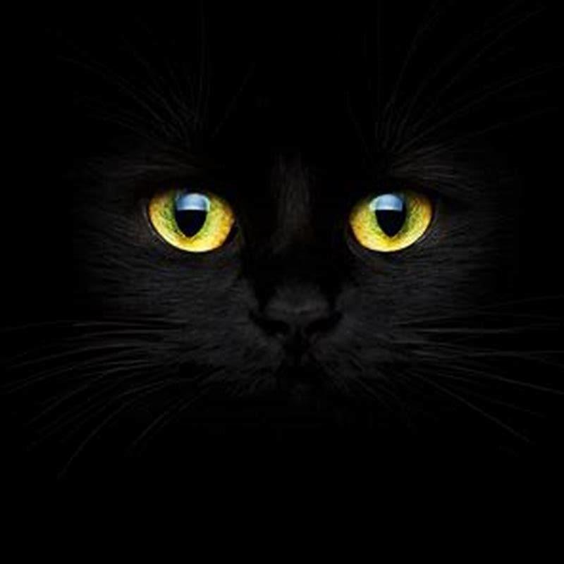 Can cats see black cats?