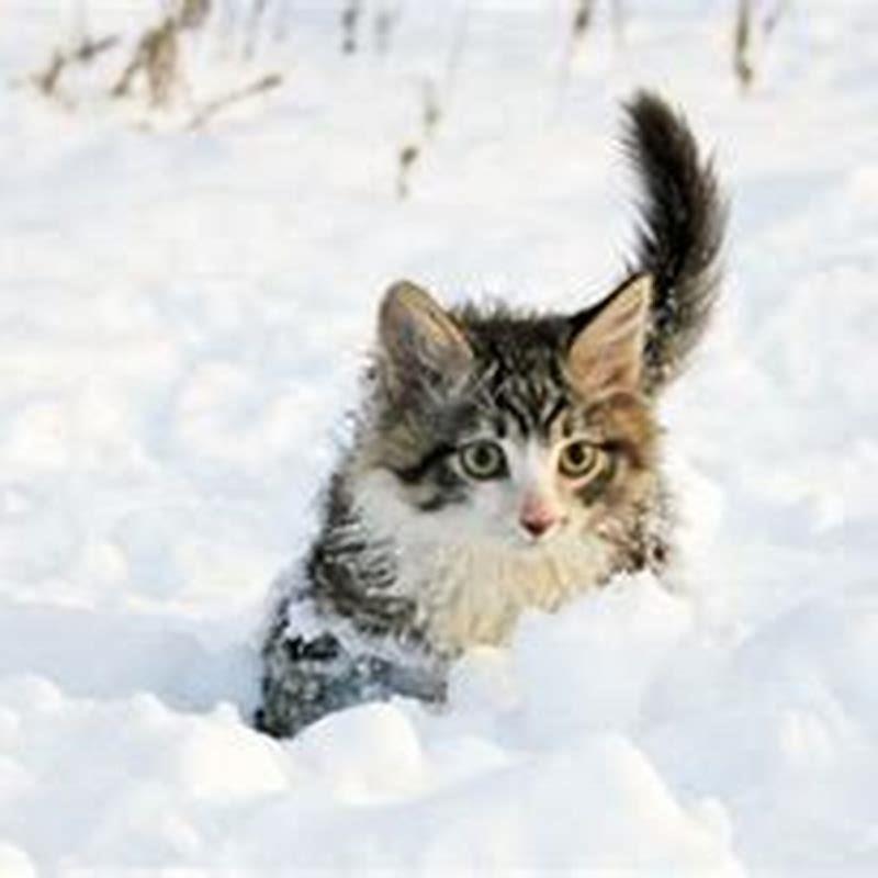 Can cats survive outside in the snow?