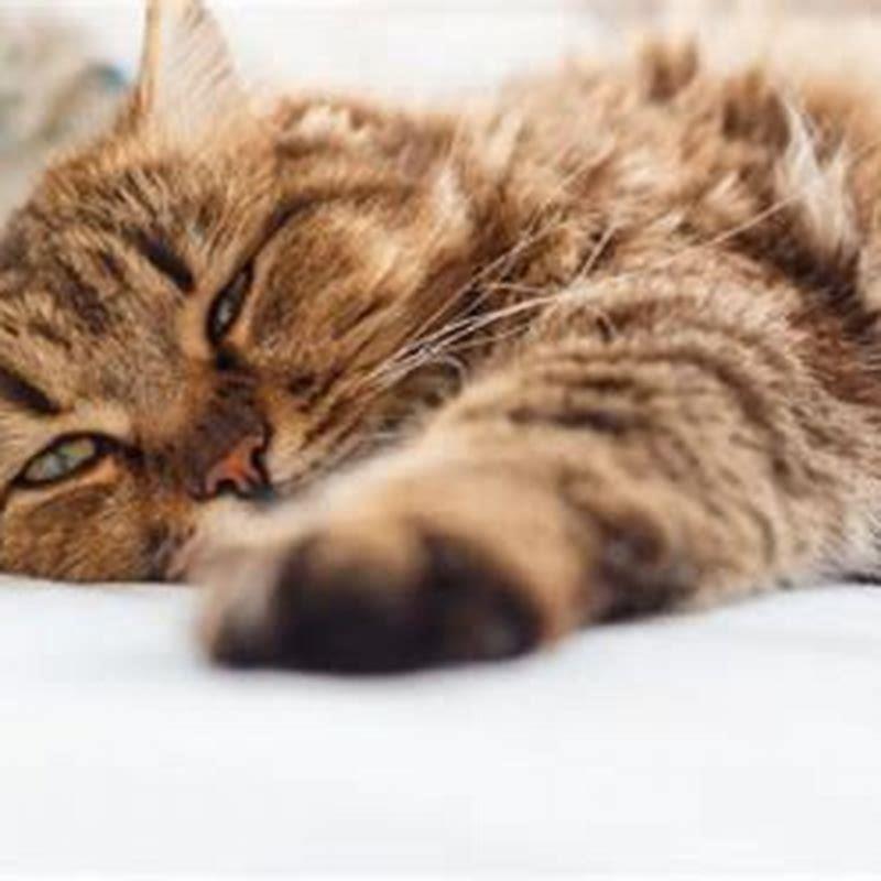 Can Cats Tell If You Are Ill