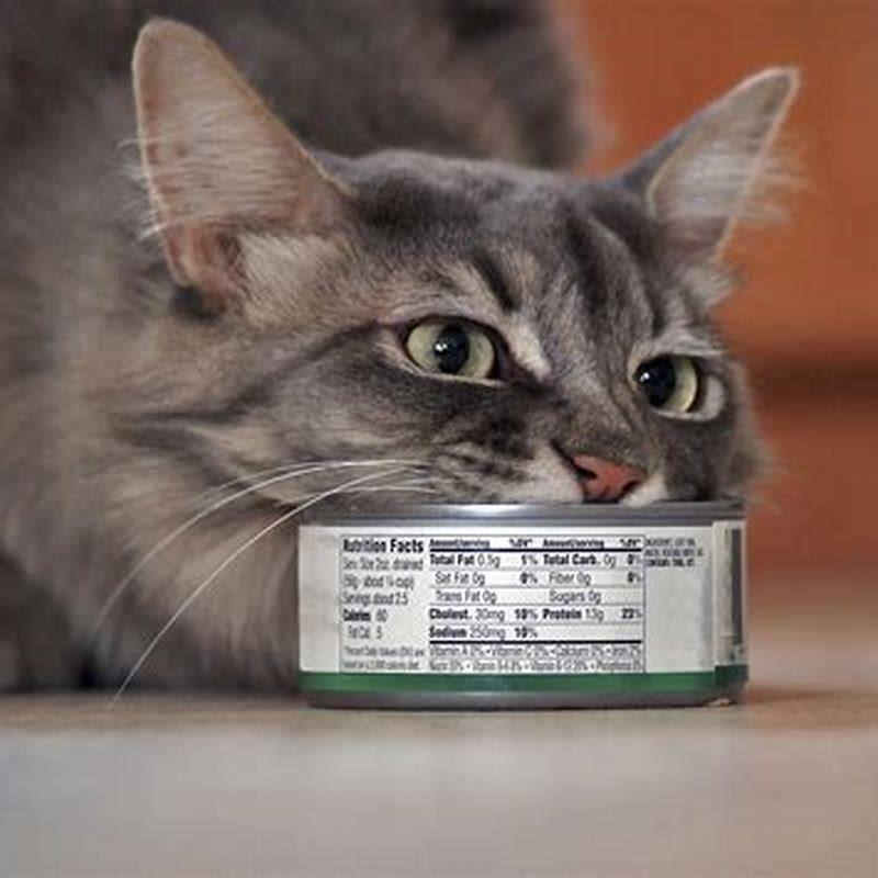 can-i-feed-my-cat-tuna-everyday-diy-seattle