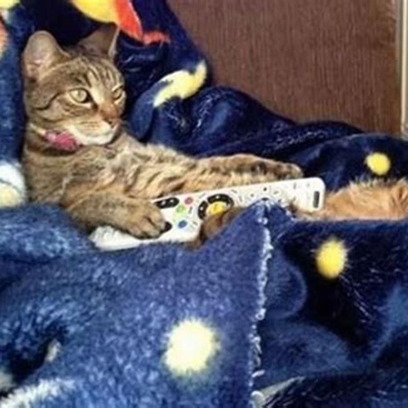 Can I watch Cats on Netflix?