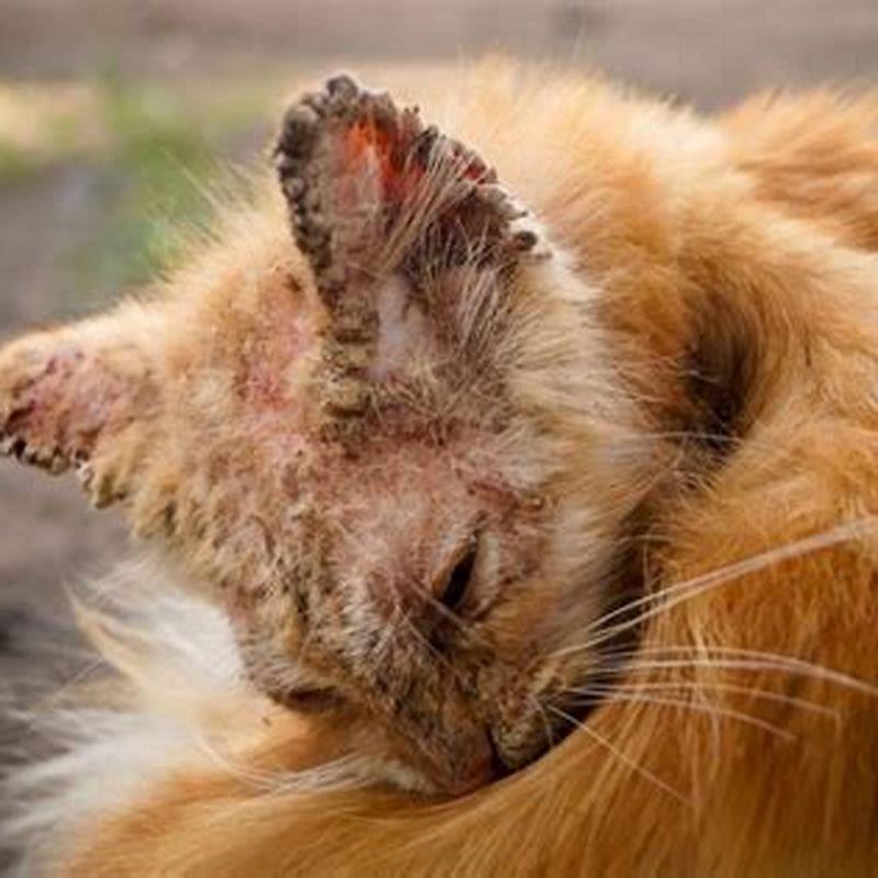 Can mange kill a cat?