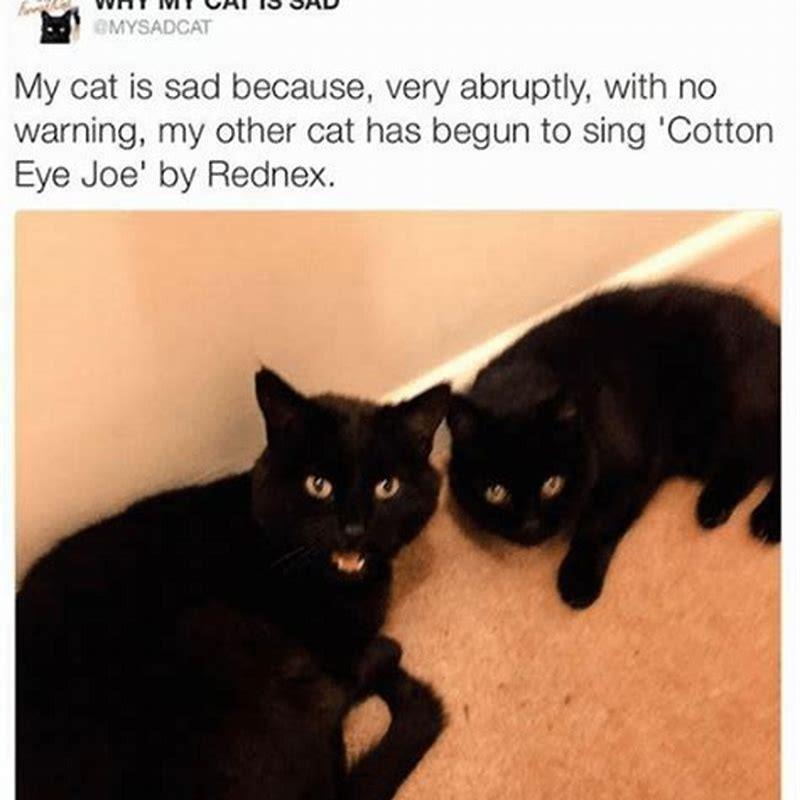 Can my cat tell when Im sad?