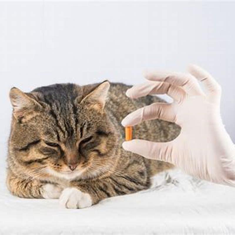 Can prazosin be crushed for cats?