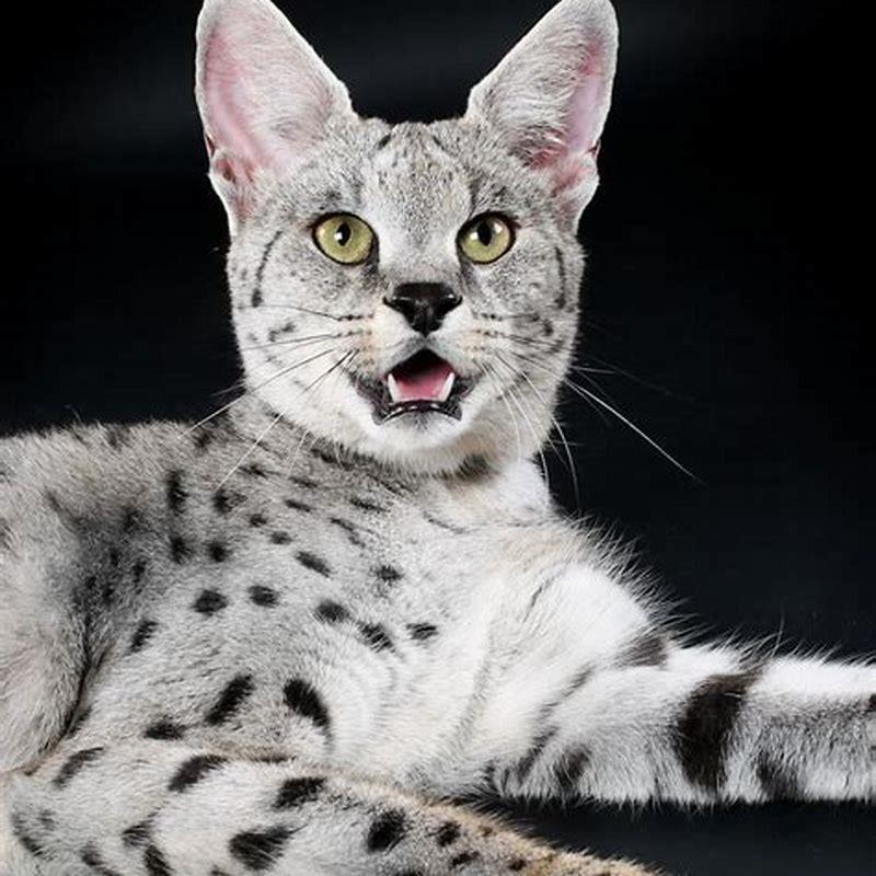 Can Savannah cats be house cats?