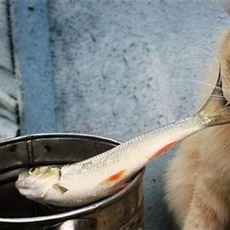 Can you feed cats fresh fish?