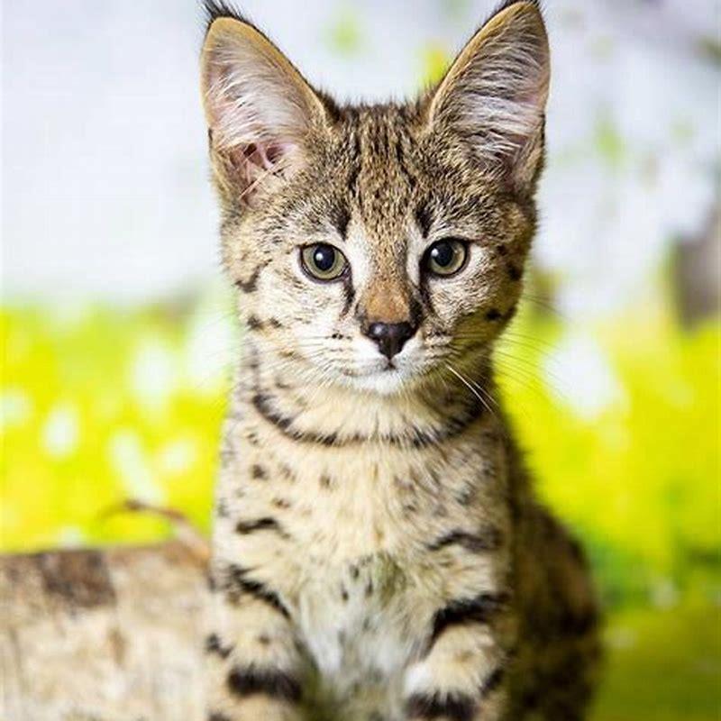 do-all-savannah-cats-get-big-diy-seattle