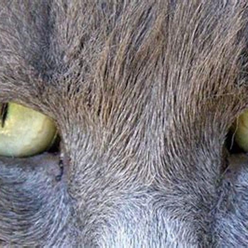 Do any house cats have round pupils?