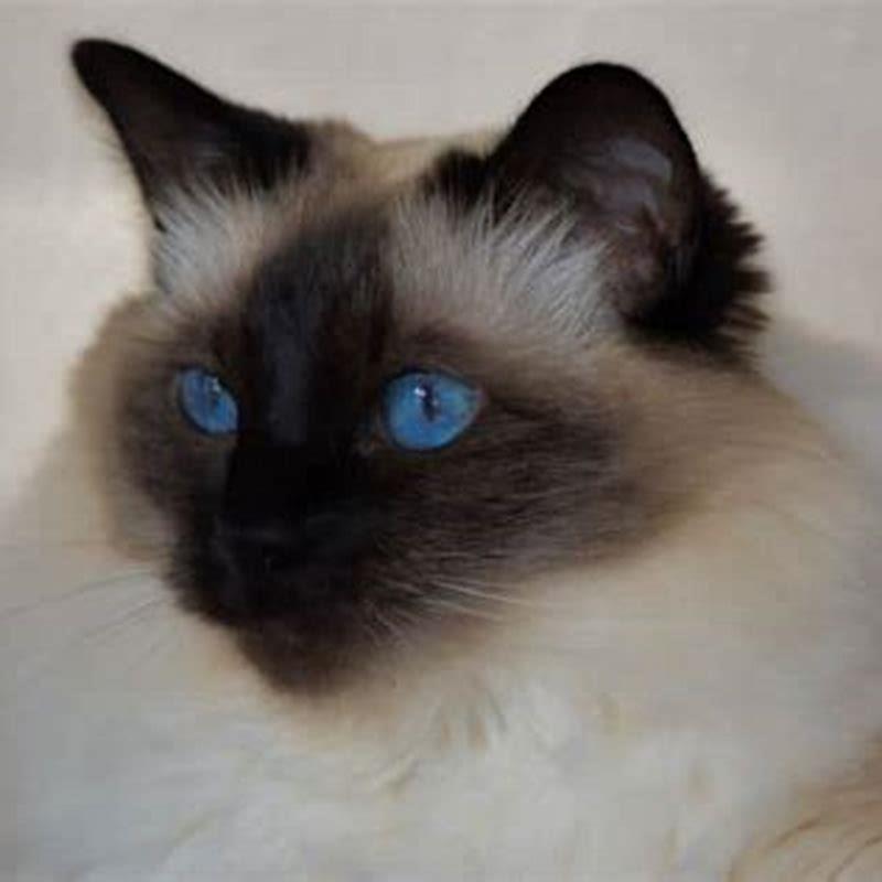Do Balinese cats like to cuddle?
