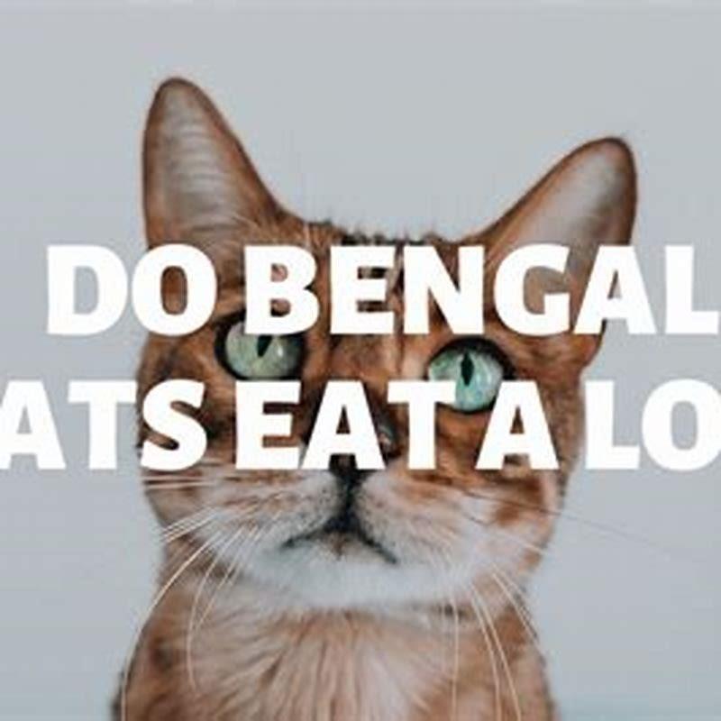 Do Bengal cats eat other cats?