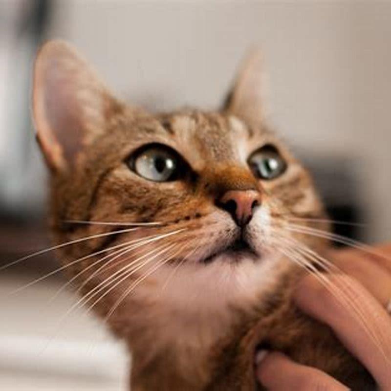 Do cats blink a lot?