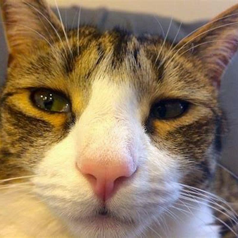 Do cats blink at other cats?
