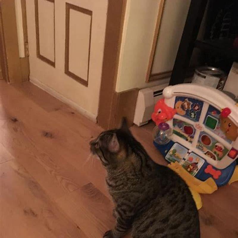 Do cats bring balls back?
