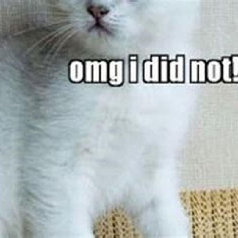 Do cats get mad when you fart?