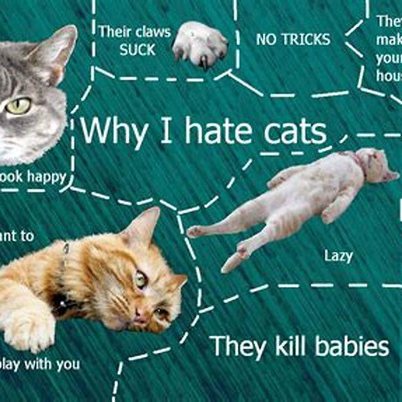 Do cats hate other cats?