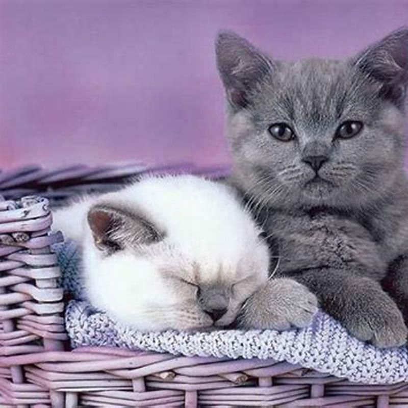 Do cats have a better sense of hearing than dogs?