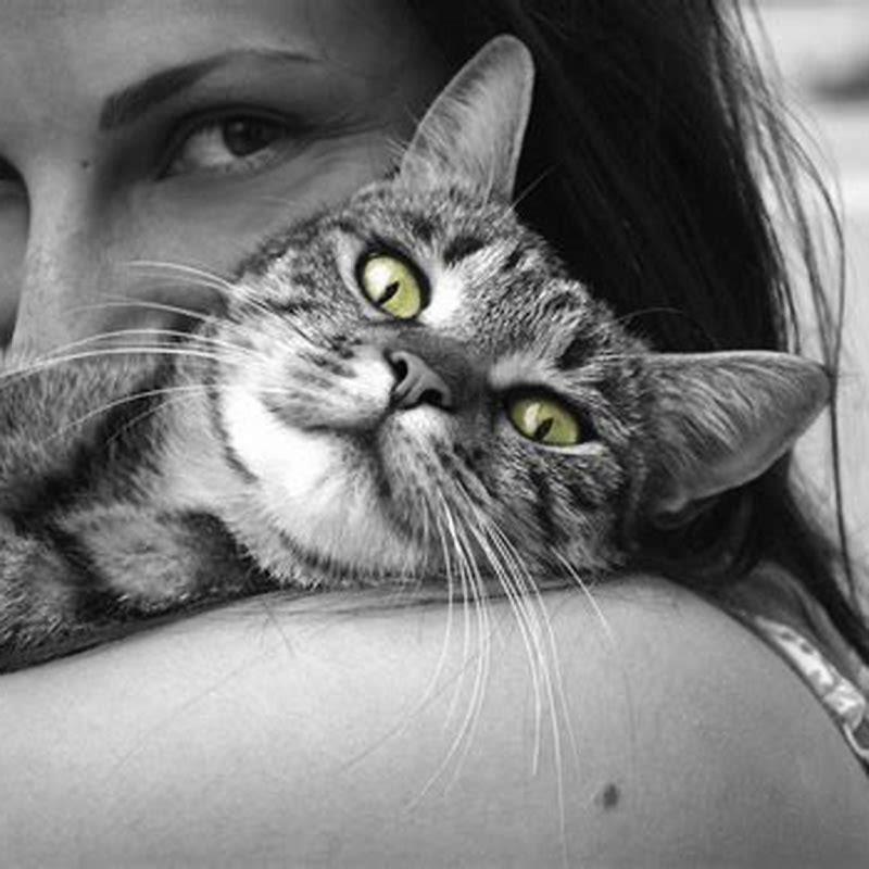 Do cats have favorite cats?