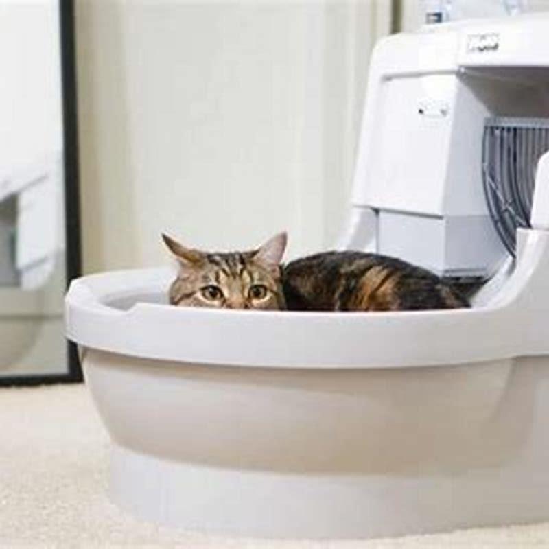 Do cats have more kittens with each litter?
