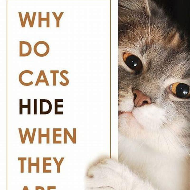 Do cats hide when they are stressed?