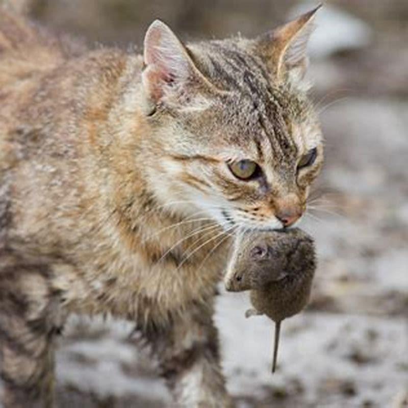 Do cats hunt for each other?