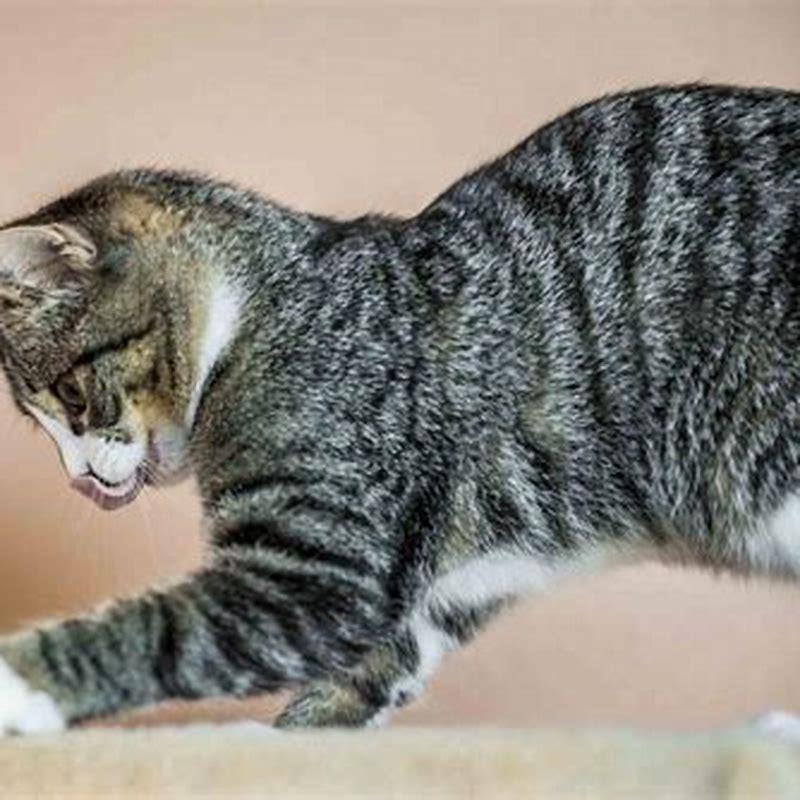 Curated visual reference: Kneading Cats Display Affection Reference: Do Cats Knead To Show Affection