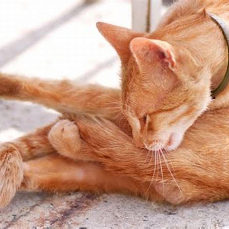 Do cats know when they are loved?