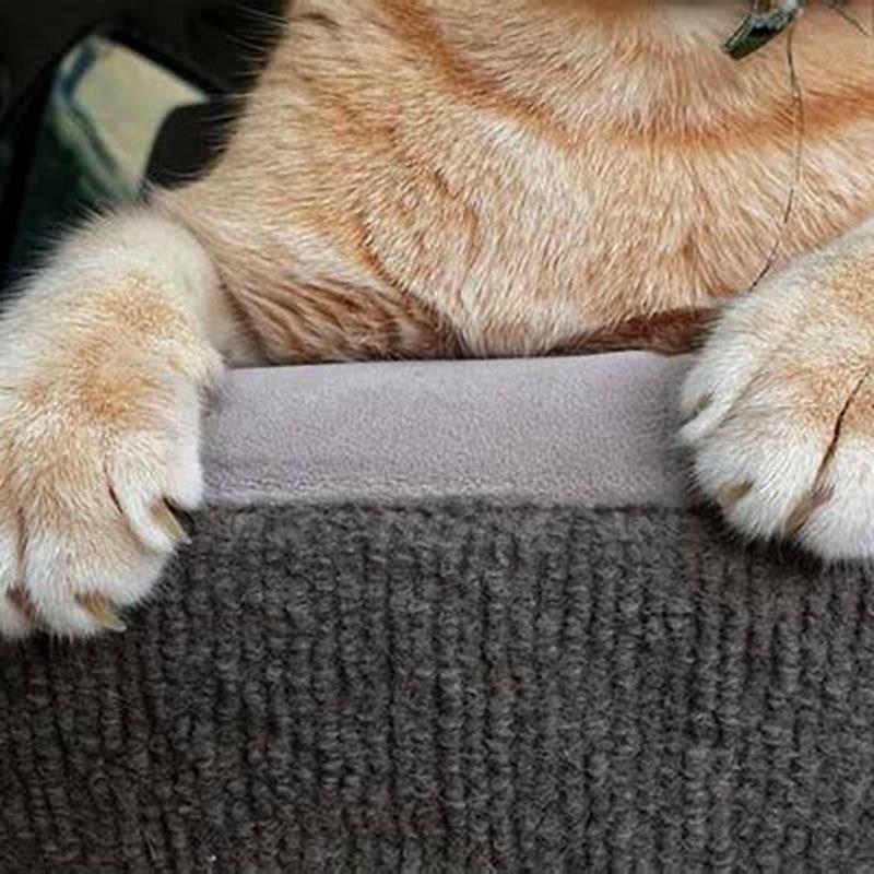 Do cats like their paws massaged?