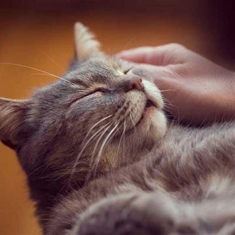 Do cats like to be petted while sleeping?