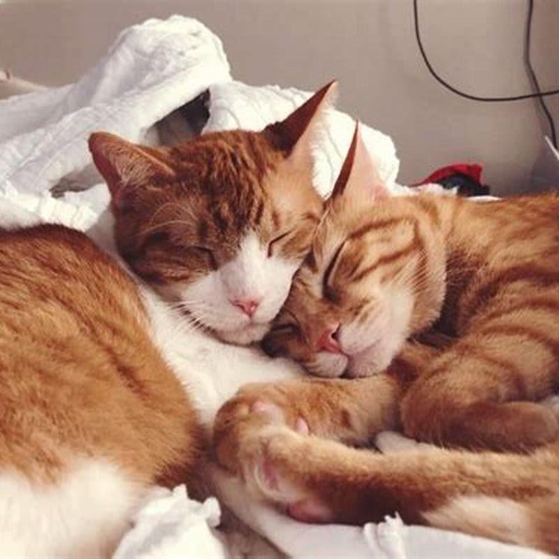 Do cats miss each other if separated?