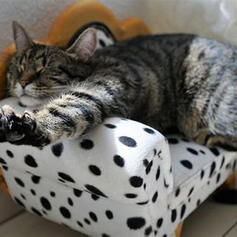 Do cats ruin leather couches?