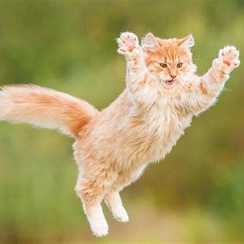 Do cats spines stretch?
