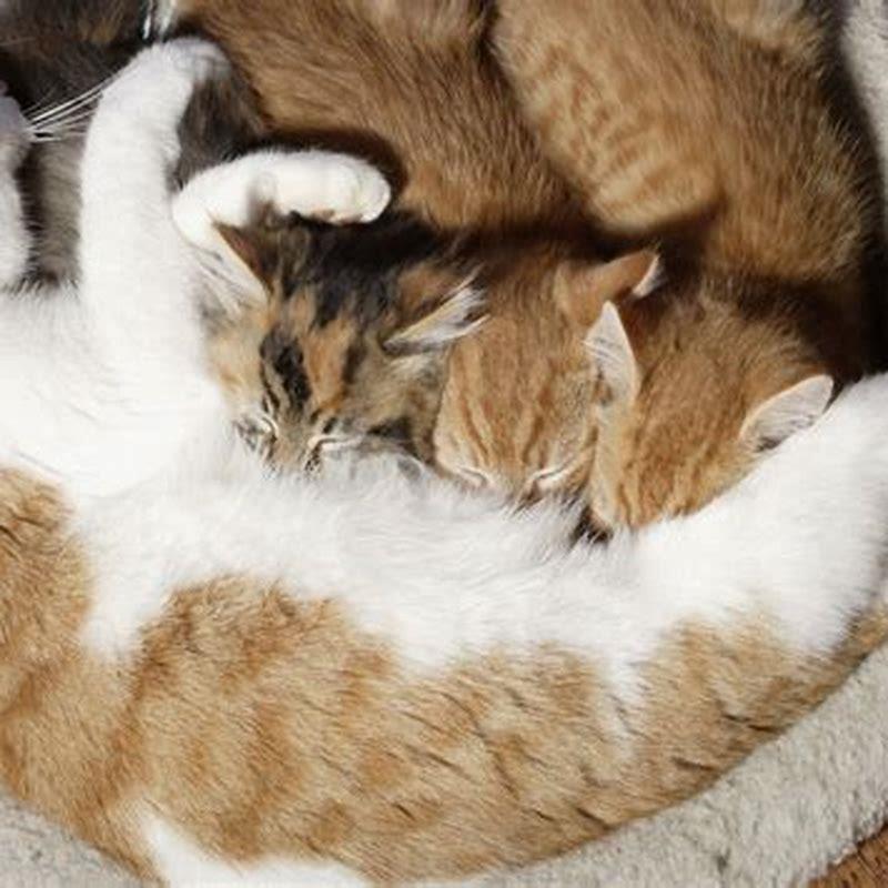 do-cats-stop-feeding-their-kittens-diy-seattle