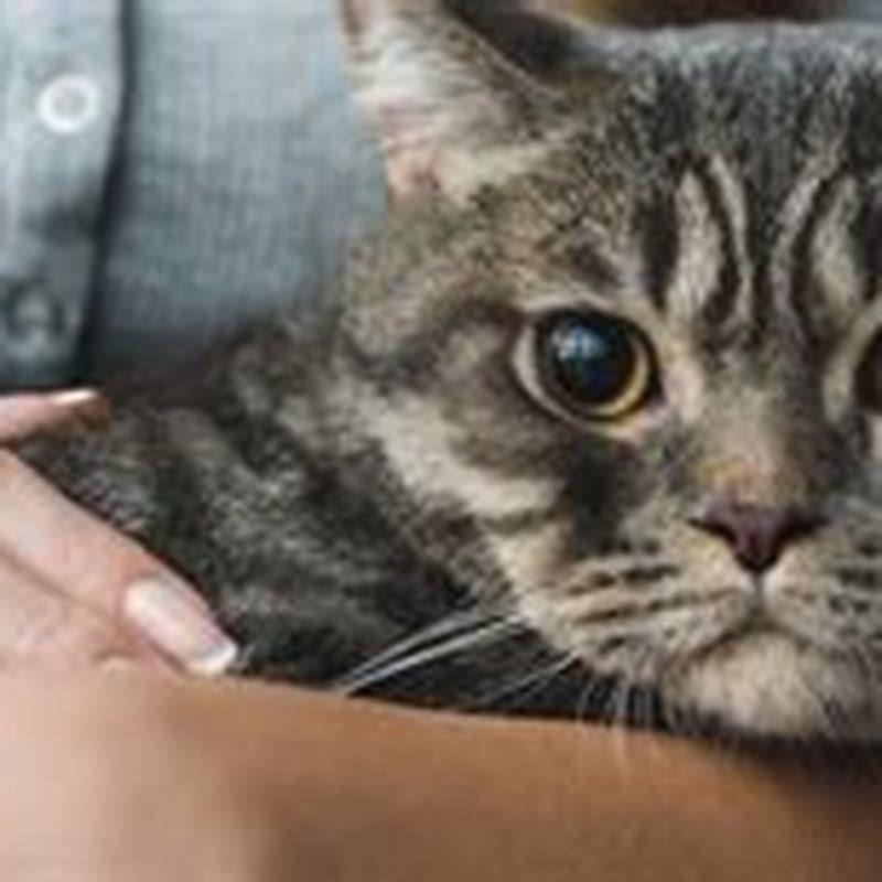 Do cats Think of humans as other cats?