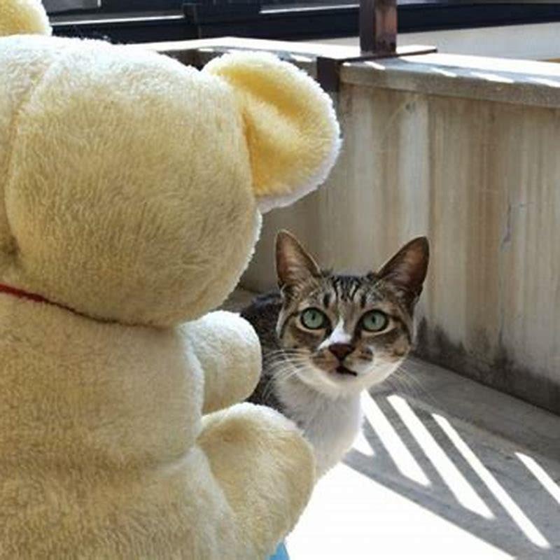 Do cats think We Are other cats?