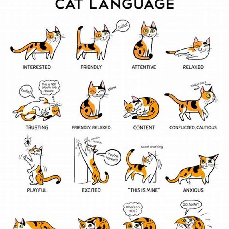 Do Cats Understand The Word Cat DIY Seattle