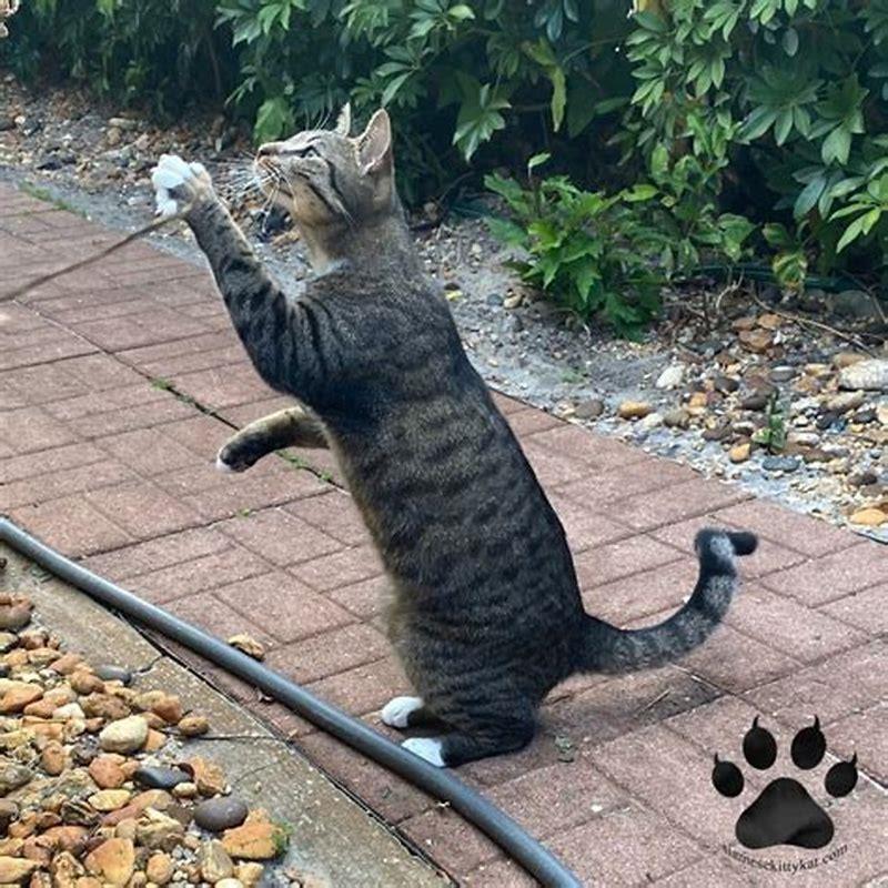 Do cats usually wander far from home?