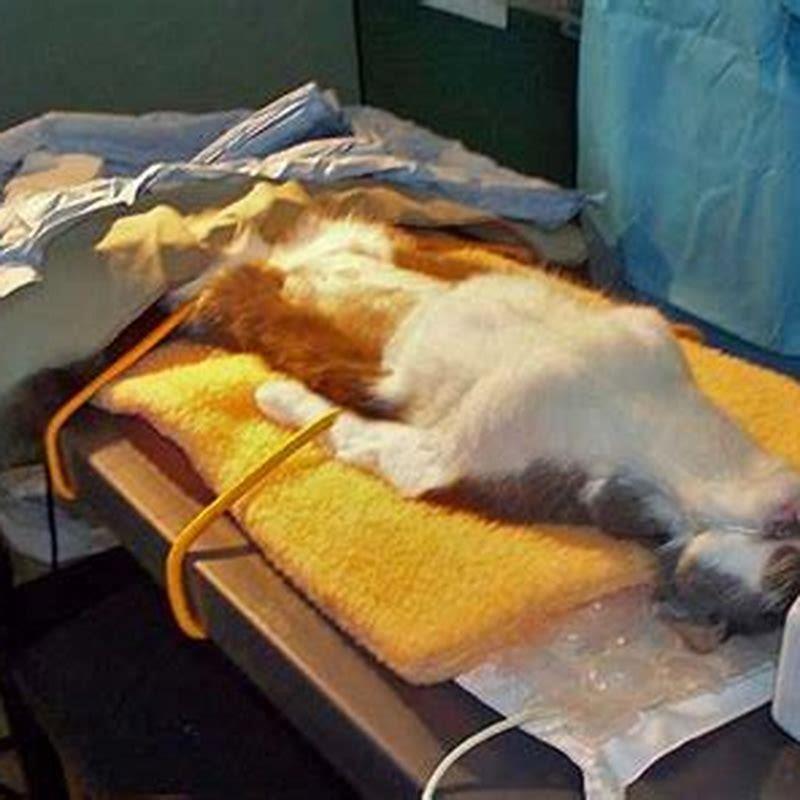 Do female cats change after spaying?