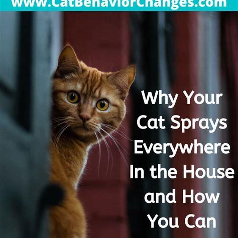 Do female cats pee everywhere? DIY Seattle