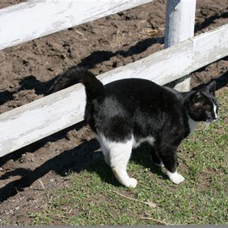 Do female cats pee to mark their territory? DIY Seattle