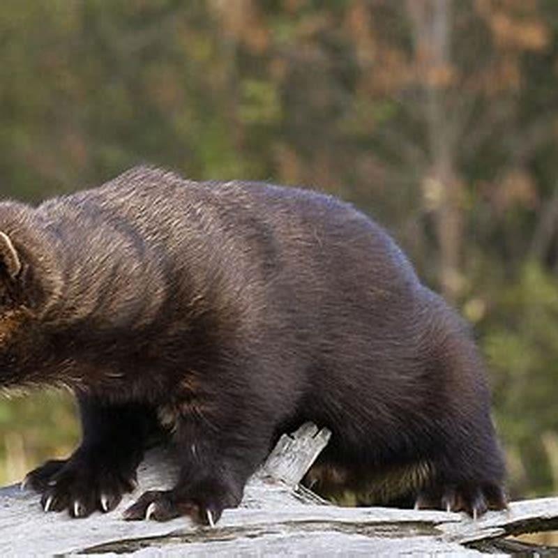 Do Fisher Cats Kill Cats DIY Seattle