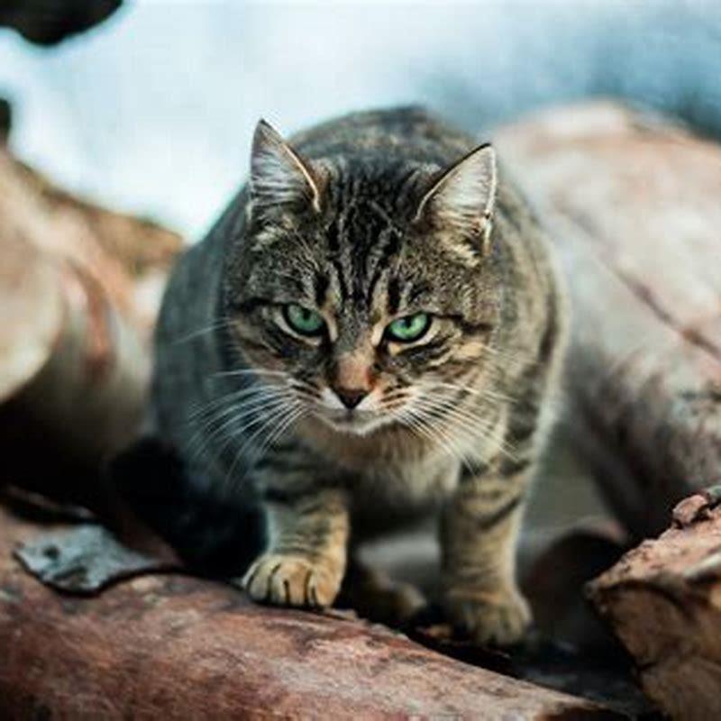 Do Fisher Cats Kill House Cats DIY Seattle