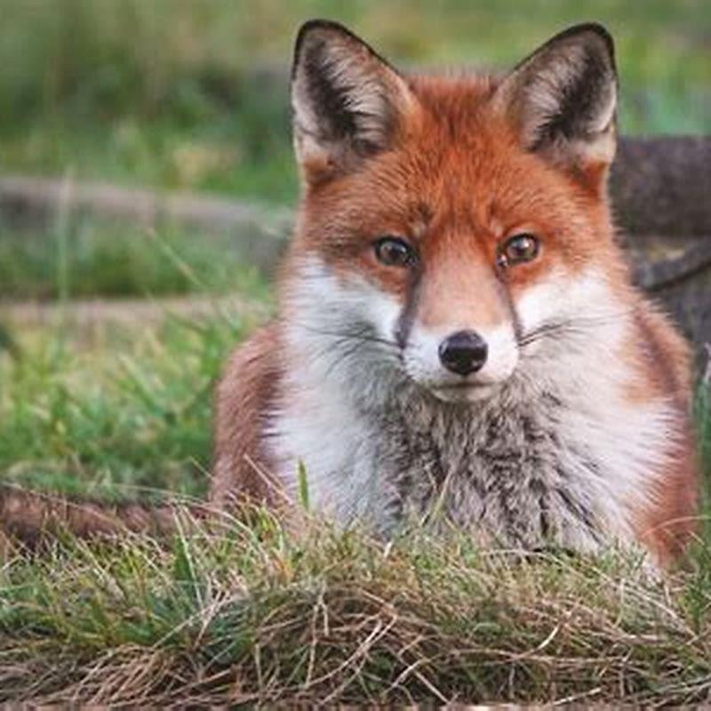 Do foxes usually kill cats?